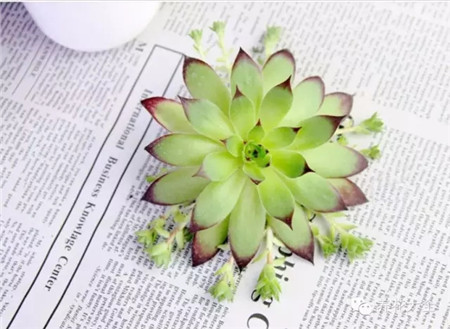 癥狀二：新生出的莖和嫩葉非常稀疏。