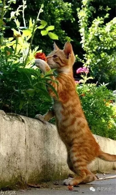 我像不像你們?nèi)祟惏此花甚香！