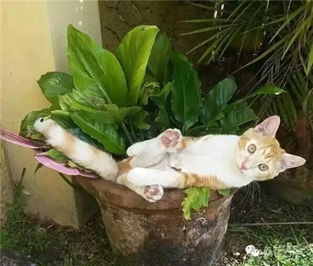 呀！你嚇?biāo)牢伊耍裁磿r(shí)候拍我的？