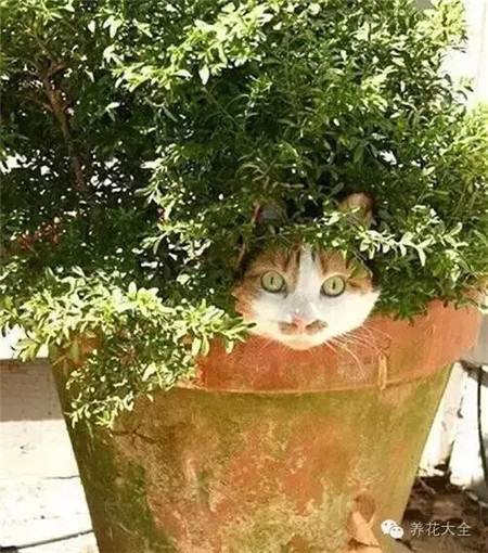 噓~我在玩捉迷藏，別拍了，趕緊走，不然暴露啦！