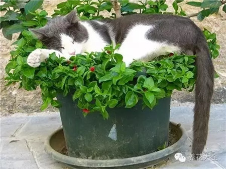 這個(gè)墊子好舒服~睡個(gè)美容覺(jué)！