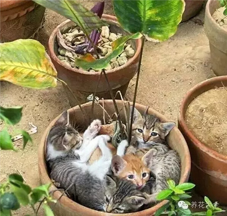 呃呃呃~沒(méi)錢買房，只能悲催的合租！