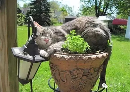 最美不過(guò)陽(yáng)光下睡懶覺(jué)~（別被我銷魂的睡姿迷倒了）