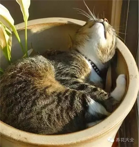 葛優(yōu)癱算個(gè)球，我癱得傲嬌~~~~