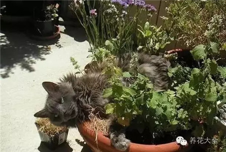 這感覺(jué)~老美妙啦！讓我醉生夢(mèng)死算了