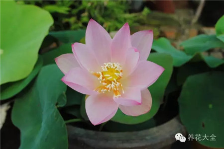 一、播種時間