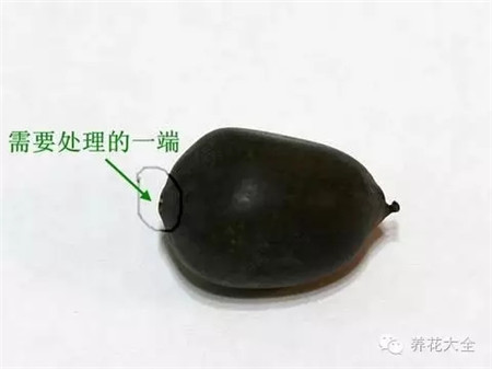 三、種子處理