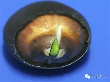 五、再次環(huán)切