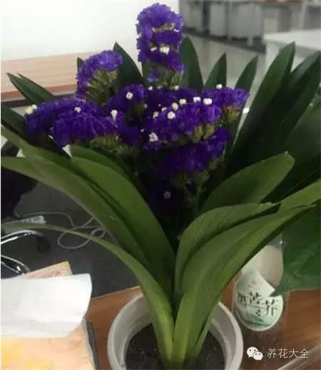 花友的“相思蘭”