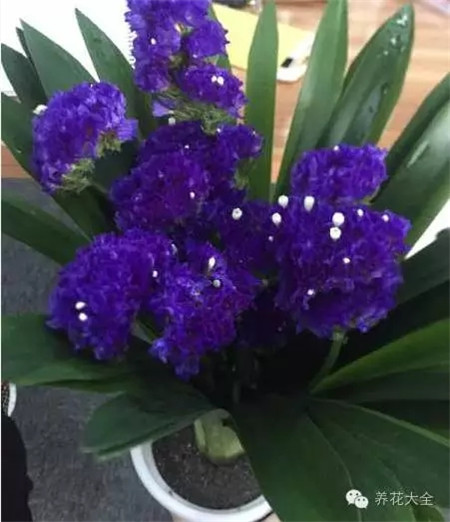 花友的“相思蘭”