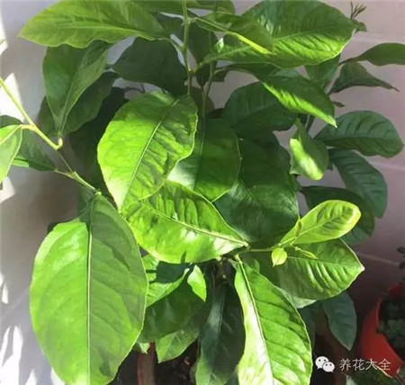 花友買(mǎi)的“牡丹”