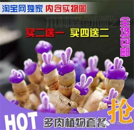 絕版小兔子紫色