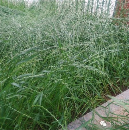 網(wǎng)購(gòu)的草坪