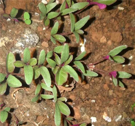 花友的“薄荷種子”