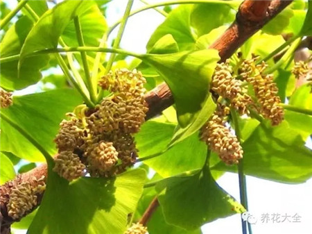 銀杏的花