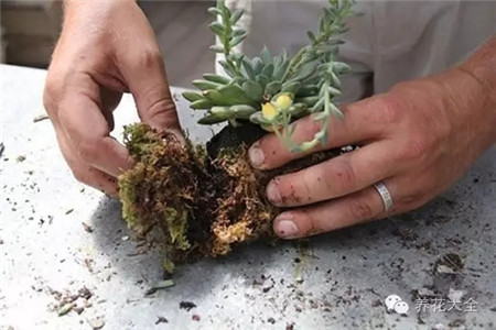 多肉根部放在苔蘚上