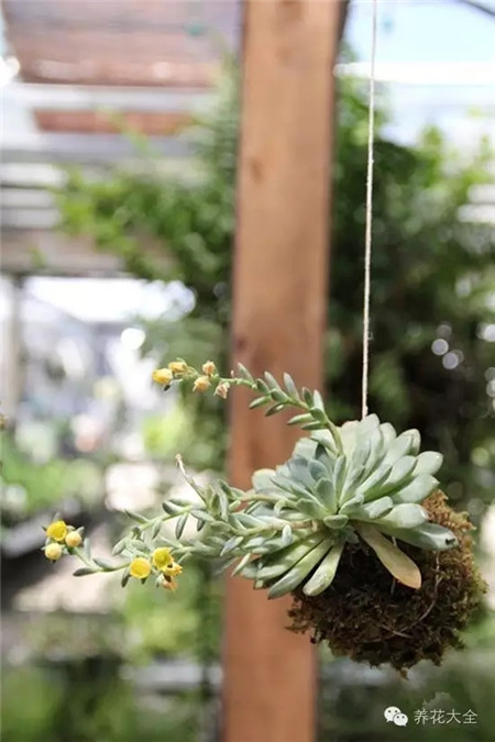 多肉懸掛起來