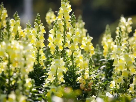 金魚草播種要點