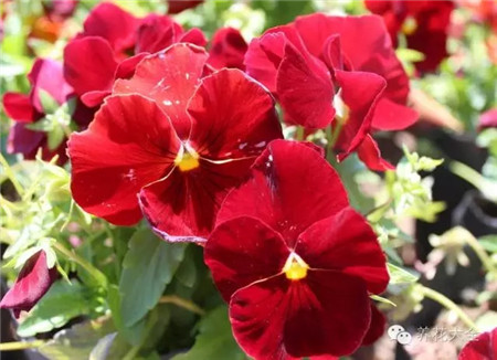 三色堇播種要點