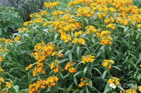 桂竹香播種要點