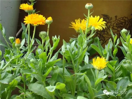 金盞菊播種要點