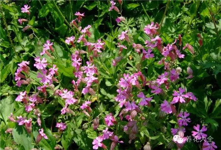 矮雪輪播種要點