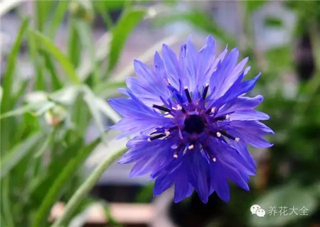 矢車菊播種要點
