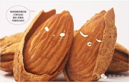 平時(shí)吃的美國(guó)大杏仁