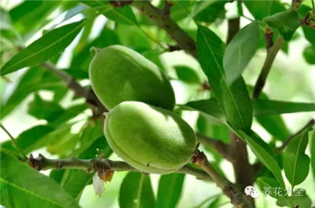 樹上的美國(guó)大杏仁