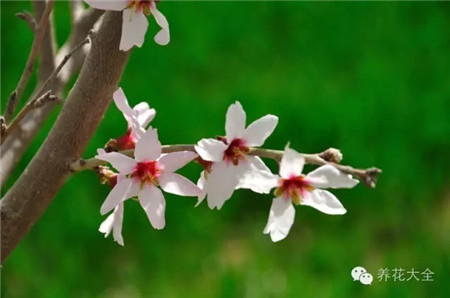 巴旦美國(guó)大杏仁