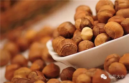 平時(shí)吃的榛子