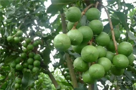 澳洲堅(jiān)果在樹上