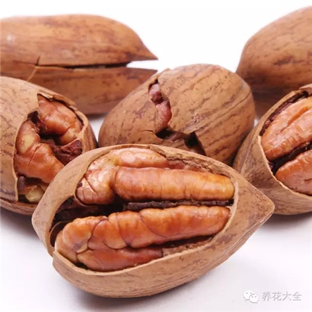 平時(shí)吃的碧根果