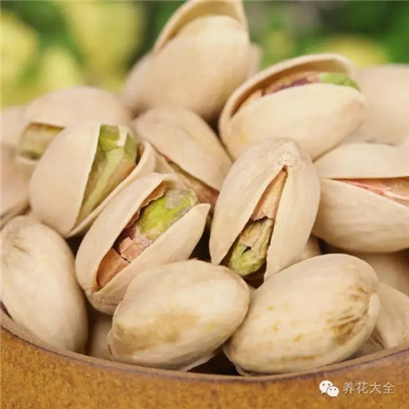 平時(shí)吃的開心果