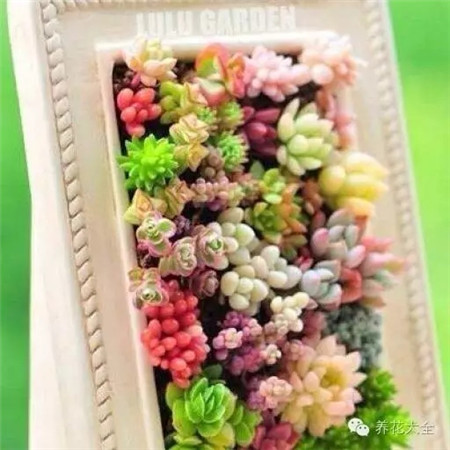 選擇習(xí)性相近的肉肉