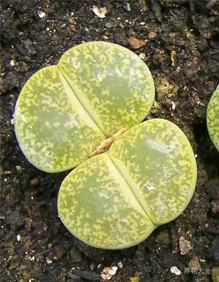 渾圓、周正，緊實