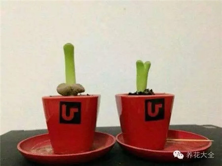 高！實在是高！