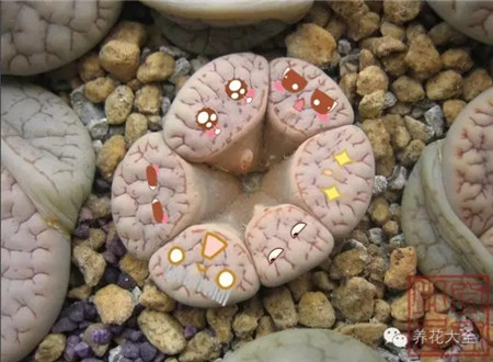 湊一桌，打?；剩? border=