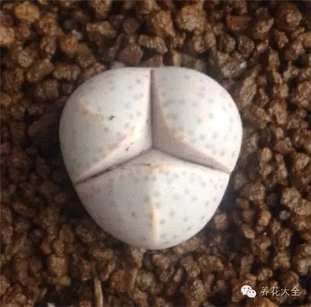 你們這些低端水貨，我才是實力高仿好伐？