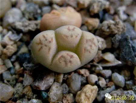 聽說最近有人假冒奔馳，那我模仿個現(xiàn)代唄！