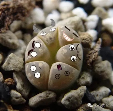 犯罪團伙橋洞底下密謀搶銀行！