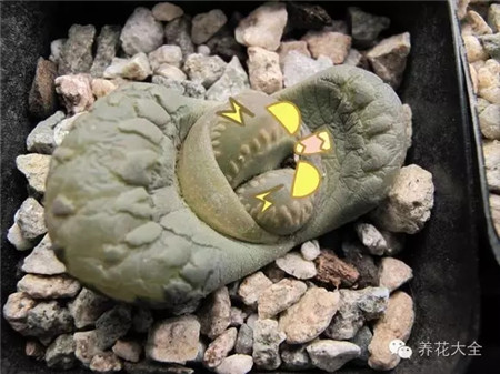 快跑??！妖怪的洪荒之力爆發(fā)啦！