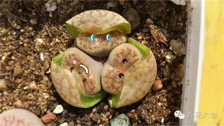 太陽好曬，我們還是打傘吧！