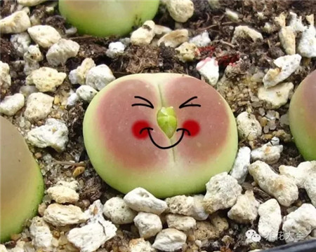 我不是遺傳的高原紅，是熱得！熱得！