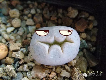 我生下來牙齒就不大好，嘿！嘿！嘿！