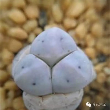 咦～人類真的好奇怪！