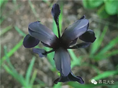 15.“黑騎士”金脈鳶尾