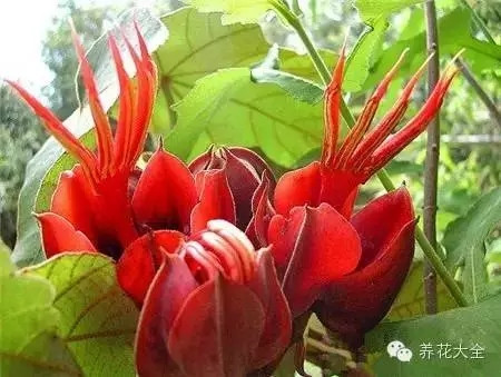 17.惡魔爪樹(shù)