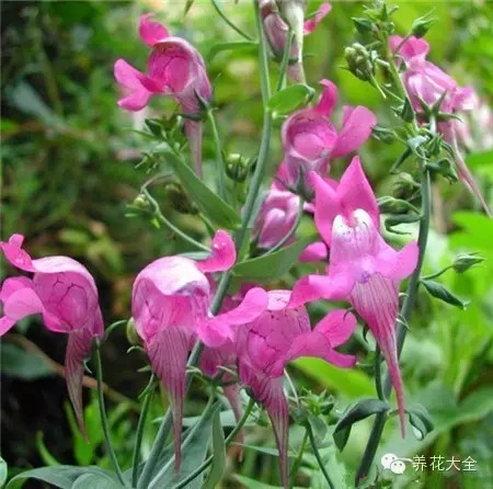 20.飛鳥(niǎo)樹(shù)