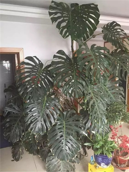 花友養(yǎng)護(hù)技巧分享